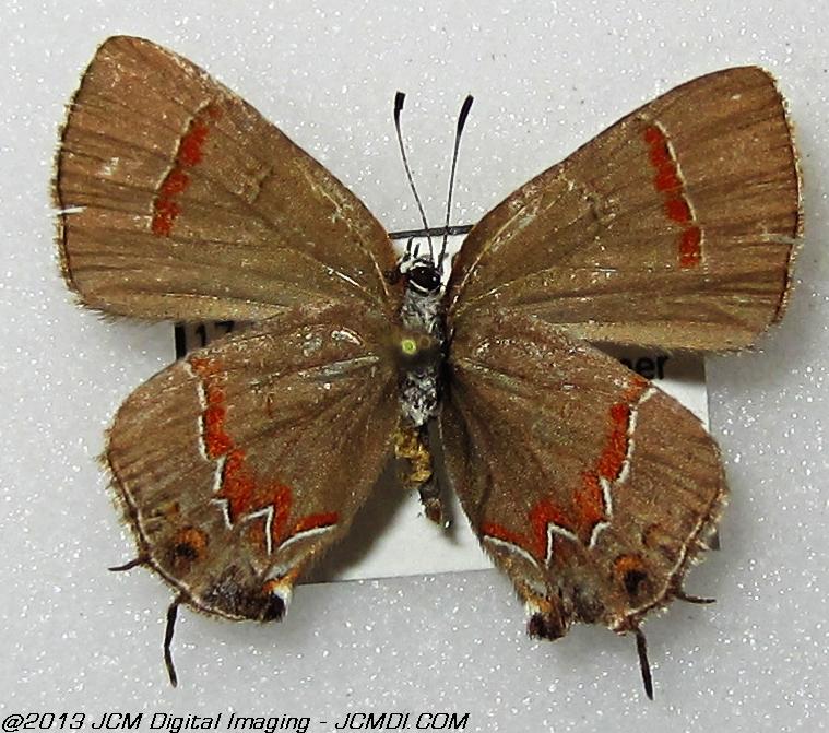 Unidentified Hairstreak (Georgia)